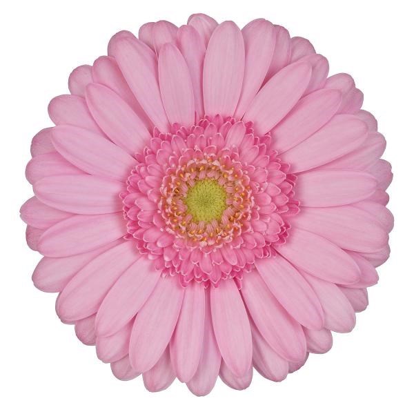 Germini Kimsey (Secure Boxed)
