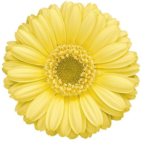 Germini Lemon Ice (secure boxed)