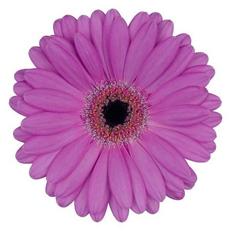 Germini Lois (Secure Boxed)