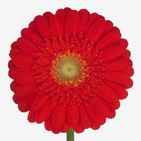 Germini Loveland (Secure Boxed)