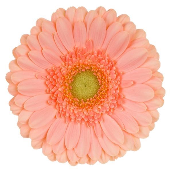 Germini Maria (Bunched)