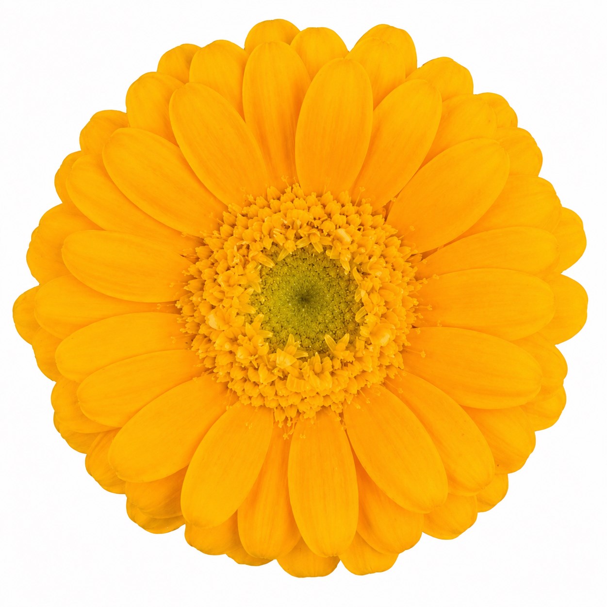 GERMINI NANO MICRO SUNNY