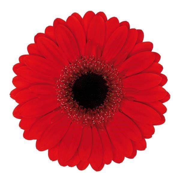 Germini Picnic (Bunched)