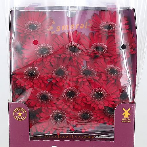 Germini Pimpernel (Secure Packed)