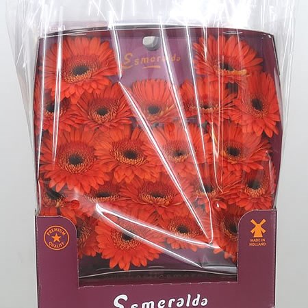 Germini Polster (Secure Boxed)