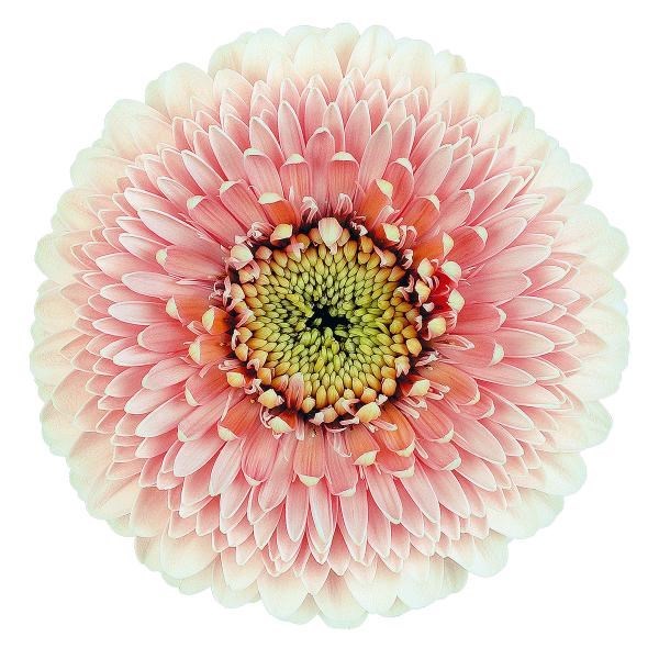 Germini Pomponi Belfi (Bunched)