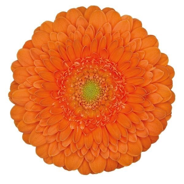 Germini Pomponi Fanta (Bunched)