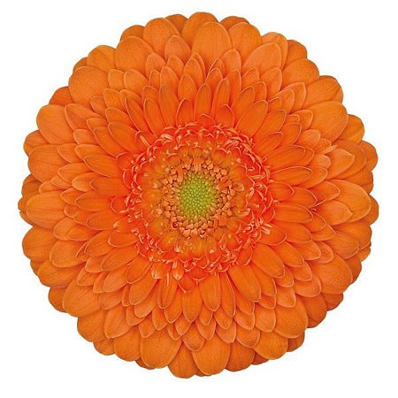 Germini Pomponi Fanta (Secure Boxed)