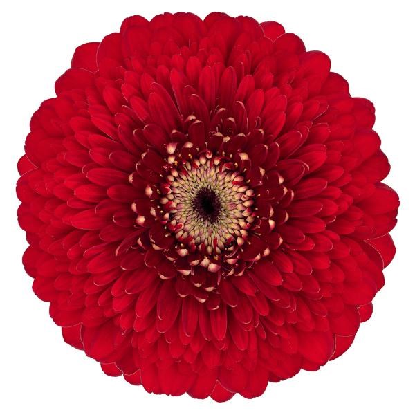 Germini Pomponi Floyd (Bunched)