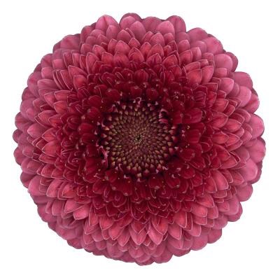 Germini Pomponi Gonzo (Secure Boxed)