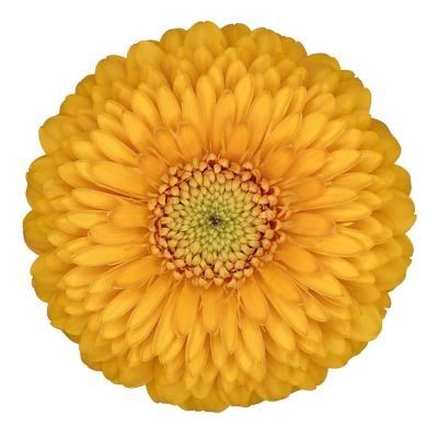 Germini Pomponi Honeydew (Bunched)