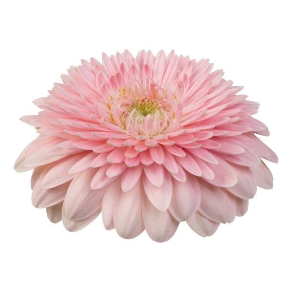 Germini Pomponi Panucci (Secure Boxed)