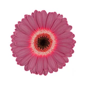 Germini Purple Wonder (Secure Boxed)