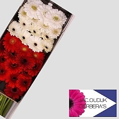 Germini Red/White Mix (Secure Boxed)
