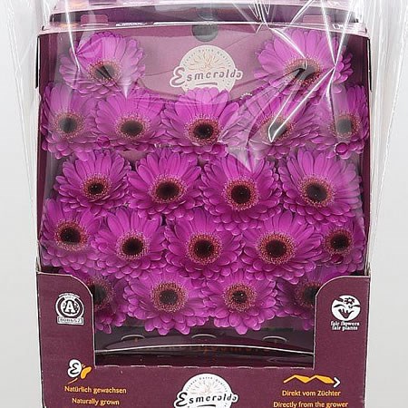 Germini Rhode (Secure Packed)