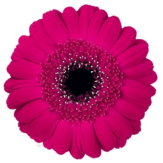 Germini Rowan (secure boxed)
