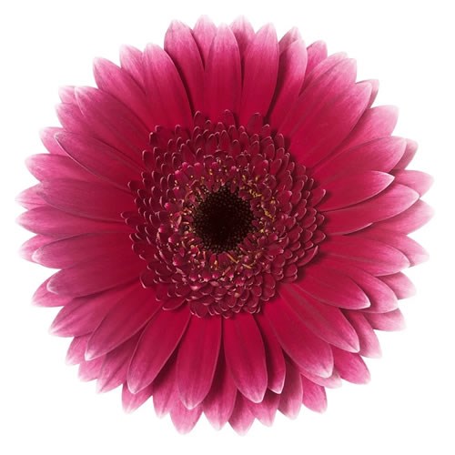 Germini Sandero (Bunched)