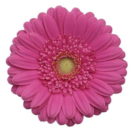 Germini Terra Angelica (Secure Boxed)
