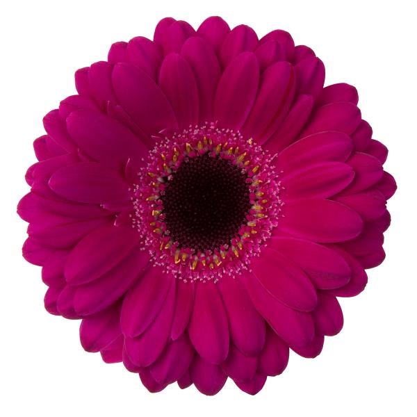 Germini Terra Saffier (Secure Boxed)