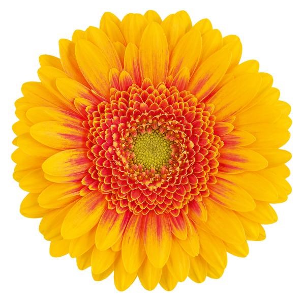 Germini Tigra (Secure Boxed) | Wholesale Dutch Flowers & Florist ...
