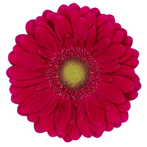 Germini Vivian (Bunched) | Wholesale Dutch Flowers & Florist Supplies UK