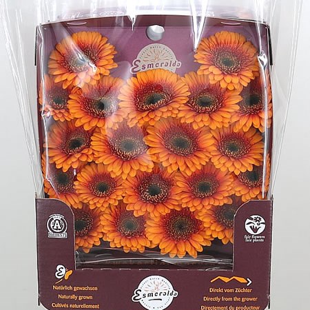 Germini Wakita (Secure Packed)