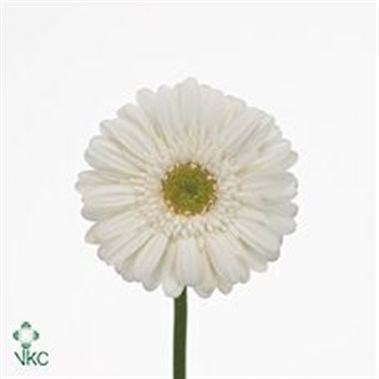 Germini White Star (Secure Boxed)