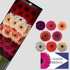 Germini Winter Mix (Secure Boxed)