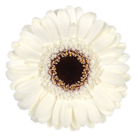 Germini Yuta (Secure Boxed)