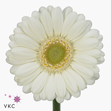 Germini Albino (secure boxed)