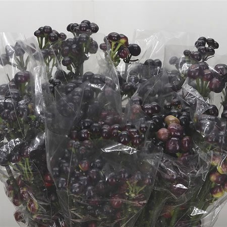 Giant Pepper - Black Candy