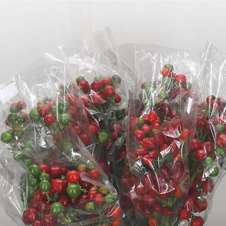 Giant Pepper - Red Candy