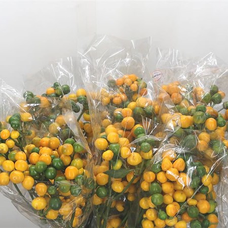 Giant Pepper - Yellow Candy