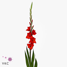 Gladioli Large Bonfire