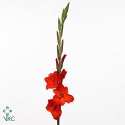 Gladioli Large Fortuna
