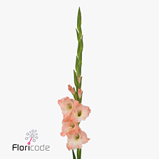 Gladioli Large Karma