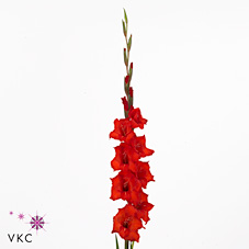 Gladioli Large Magma