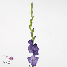 Gladioli Large Mojito
