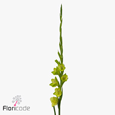 Gladioli Large Prima Verde