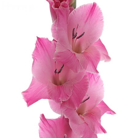 Gladioli Bartok