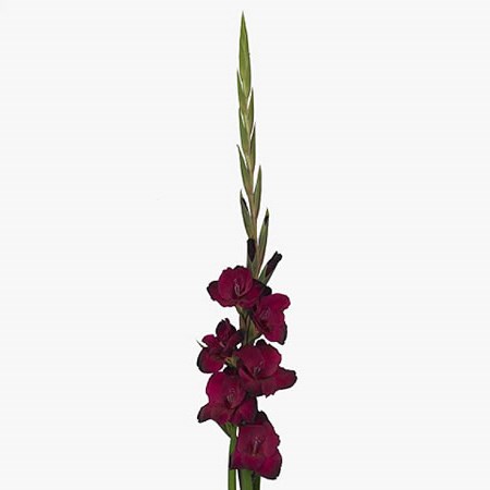 Gladioli Bordeaux Mahler