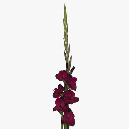 Gladioli Bordeaux Mahler