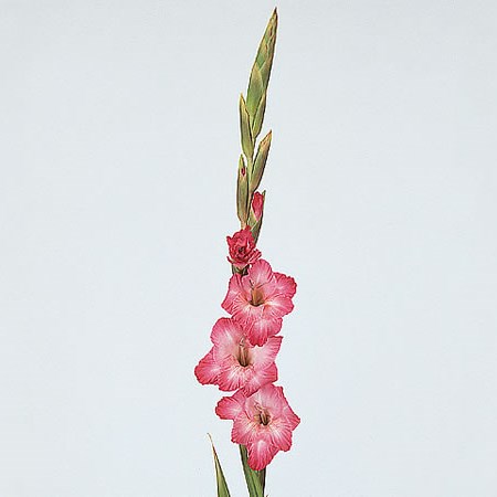 Gladioli Cantate