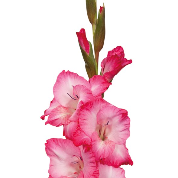 Gladioli Cantate