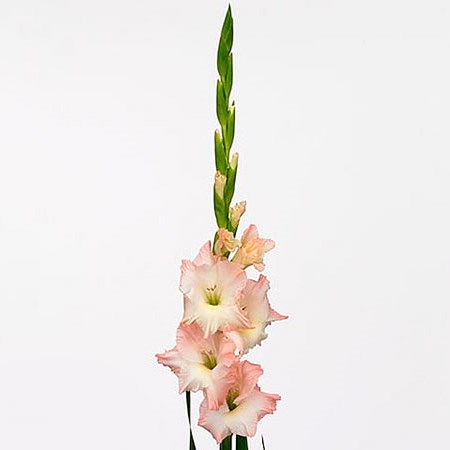 Gladioli Careless