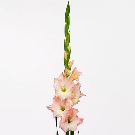 Gladioli Careless