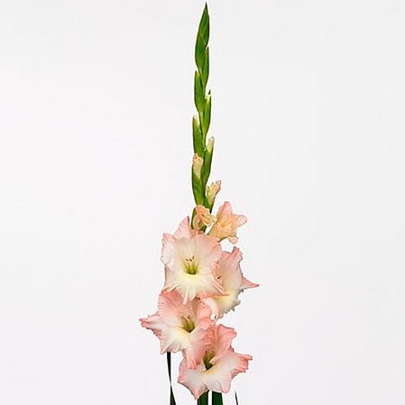 Gladioli Careless