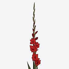 Gladioli Costello