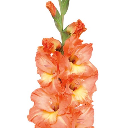 Gladioli Eminence