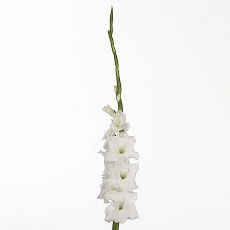 Gladioli Essential